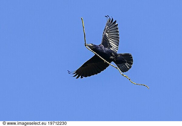 Saatkrähe (Corvus frugilegus) fliegt im Frühjahr mit großem Zweig  Ast als Nistmaterial im Schnabel zum Nest