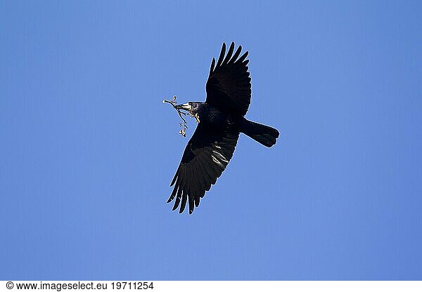 Saatkrähe (Corvus frugilegus) im Flug mit Ast im Schnabel als Nistmaterial für den Nestbau