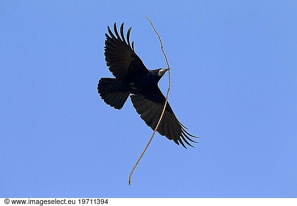 Saatkrähe (Corvus frugilegus) im Flug mit großem Zweig im Schnabel als Nistmaterial für den Nestbau