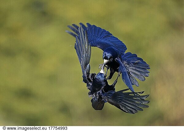 Saatkrähe  Saatkrähen (Corvus frugilegus)  Krähe  Rabenvögel  Singvögel  Tiere  Vögel  Rook two adults  in flight  fighting in mid-air  Oxfordshire  England  March