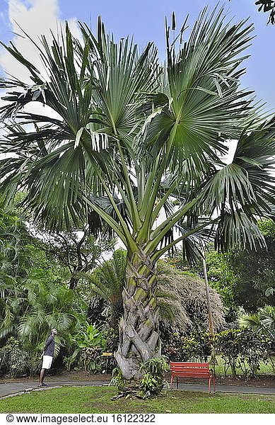 Sabal palm (Corypha umbraculifera)  Asian palm tree up to 25 m tall  Guadeloupe