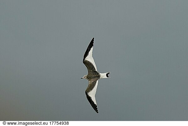 Sabine's Gull (Larus sabini) juvenile  in flight  New Brighton  Wirral Peninsula  Merseyside  England  United Kingdom  Europe