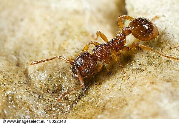 Sabre-thorned knot ant  Sabre-thorned knot ant  Sabre-thorned knot ants  Other animals  Insects  Animals  Ants  Ant (Myrmica sabuleti) adult worker  Causse de Gramat  Massif Central  Lot Region  France  Europe