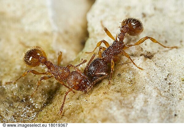 Sabre-thorned knot ant  Sabre-thorned knot ant  Sabre-thorned knot ants  Other animals  Insects  Animals  Ants  Ant (Myrmica sabuleti) two adult workers  Causse de Gramat  Massif Central  Lot Region  France  Europe
