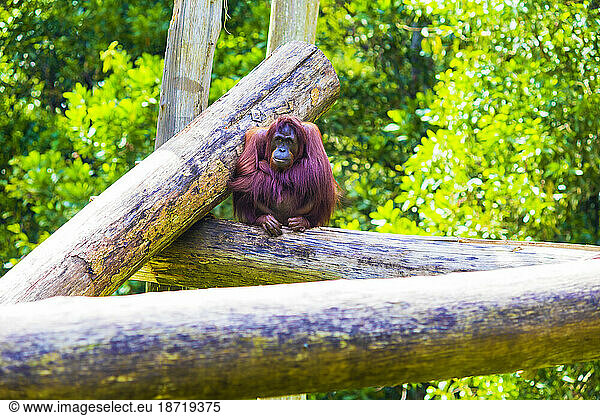 Sad Orangutan in Zoo  Malaysia.