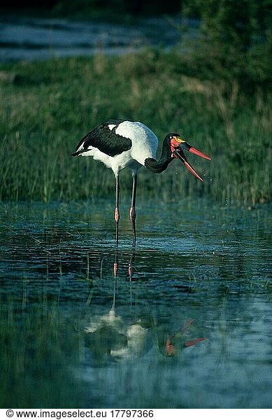 Saddle-bill Stork (Ephippiorhynchus senegalensis)  Hwange national park  Zimbabwe  Africa