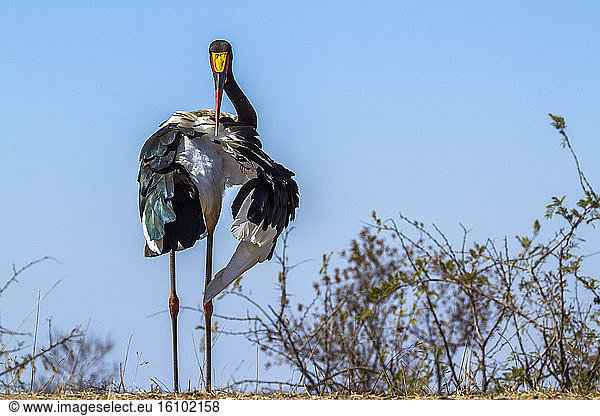 Saddle-billed stork (Ephippiorhynchus senegalensis) in Kruger National park,  South Africa