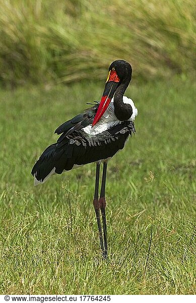 Saddle-billed stork (Ephippiorhynchus senegalensis)  adult female  preening  Okavango Delta  Botswana  Africa