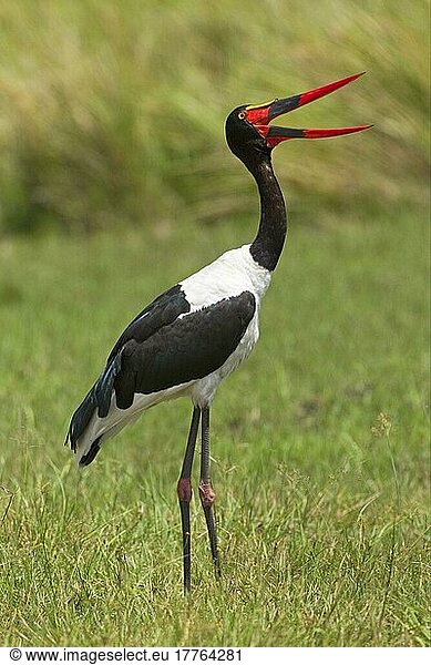Saddle-billed stork (Ephippiorhynchus senegalensis) adult female  yawning  Okavango Delta  Botswana  Africa