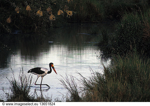 Saddle-billed stork (Ephippiorhynchus senegalensis) in Tanzania. The saddle-billed stork is the largest of the African storks and is usually seen singly or in pairs near open water. The large brightly coloured bill makes it easy to recognise  although the saddle is absent in juvenile and immature birds.
