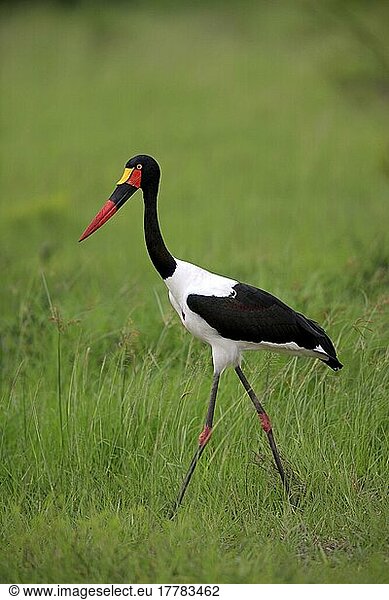 Saddle-billed stork (Ephippiorhynchus senegalensis)  Sabi Sabi Game Reserve  Kruger National Park  South Africa  lateral view  Africa