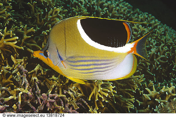 Saddle butterflyfish (Chaetodon ephippium)  near bottom  showing the filament from the upper part of the dorsal fin. Tulamben  Bali  Indonesia
