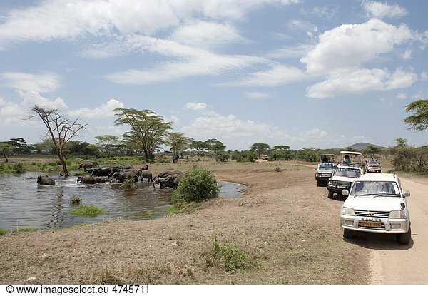Safari,  Tourismus,  Touristen beobachten aus Autos eine Herde Elefanten (Loxodonta africana) beim Baden im Wasserloch,  Savanne,  Serengeti Nationalpark,  Tansania,  Ostafrika,  Afrika