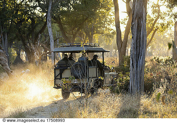 Safari-Fahrzeug auf einer Pirschfahrt bei Sonnenaufgang
