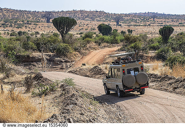 Safari-Fahrzeug mit Fotografen nähert sich einer Maasai-Giraffe (Giraffa camelopardalis),  die auf der Straße mit Kandelaberbäumen (Euphorbia candelabrum) und Baobab-Bäumen (Adansonia digitata) im Hintergrund im Ruaha-Nationalpark steht; Tansania
