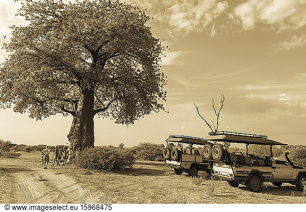 Safari-Fahrzeuge bei einem Affenbrotbaum  Adansonia.