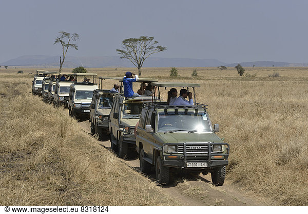 Safari-Fahrzeuge mit Touristen stehen hintereinander