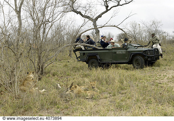 Safari im offenen Landrover Touristen Löwe (Panthera leo) Sabi Sand Game Reserve Südafrika