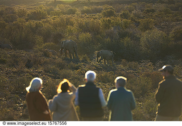 Safari tour group watching elephants on sunny wildlife reserve