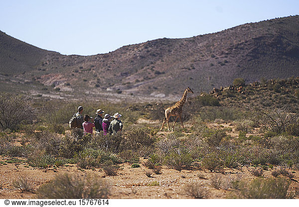 Safari tour group watching giraffe sunny wildlife reserve South Africa