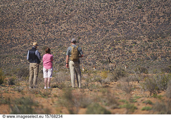 Safari tour group watching giraffes on sunny wildlife reserve