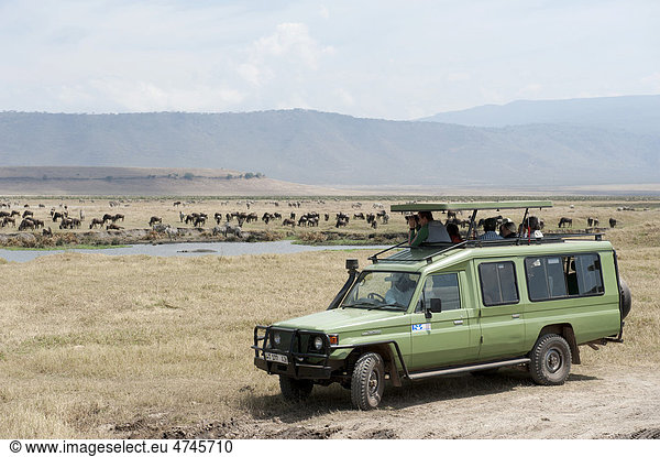 Safari  Tourismus  Touristen beobachten aus einem Toyota Landcruiser Herden von Zebras  Steppenzebras (Equus quagga) und Gnus  Streifengnus (Connochaetes taurinus) am Wasserloch im trockenen Grasland  Krater  Ngorongoro Conservation Area  Serengeti Nationalpark  Tansania  Ostafrika  Afrika