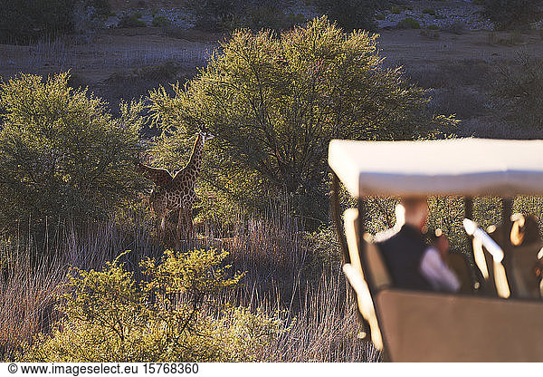 Safari tourists watching giraffes grazing at trees on wildlife reserve