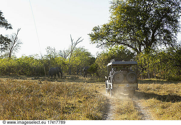 Safari vehicle at sunrise  Okavango Delta  Botswana.