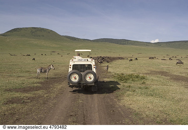 Safari  Zebras und Gnus  Ngorongoro-Krater  Tansania  Afrika