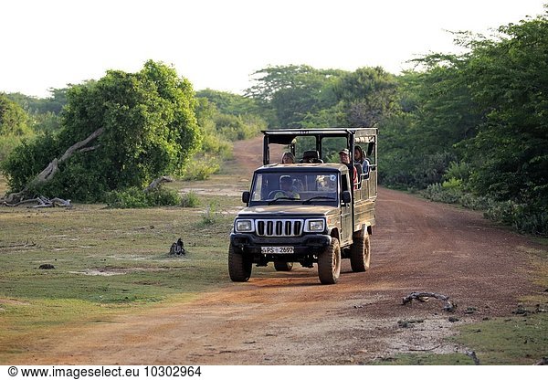 Safarifahrzeug  Geländewagen  Pirschfahrt mit Touristen im Yala Nationalpark  Sri Lanka  Asien