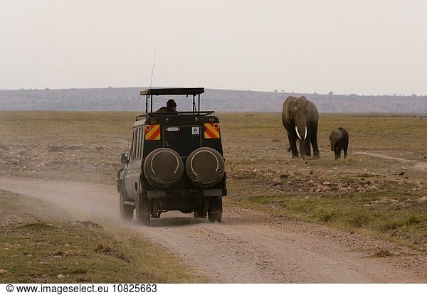 Safarifahrzeug von afrikanischen Elefanten (Loxodonta africana)  Amboseli Nationalpark  Kenia  Afrika