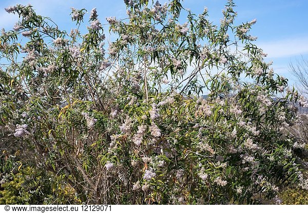 Sage bush or sagewood (Buddleja salviifolia) is a shrub endemic to eastern Africa.