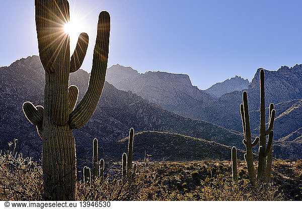 Saguaro Cacti and Catalina Mountains