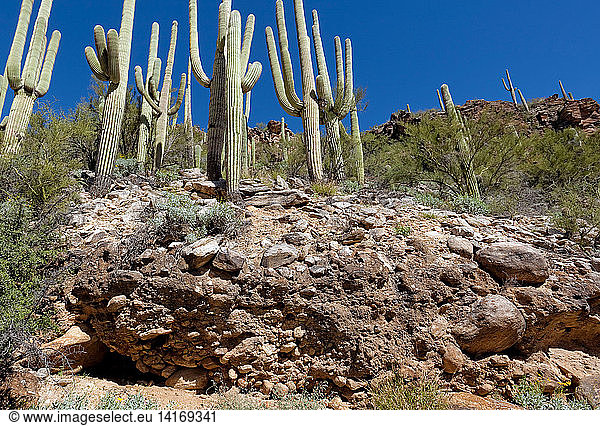 Saguaro Cacti and Strata