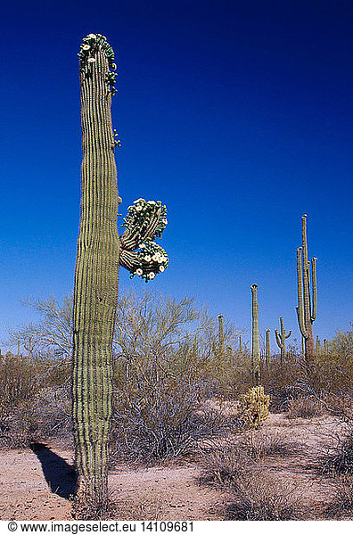 Saguaro Cactus in Bloom