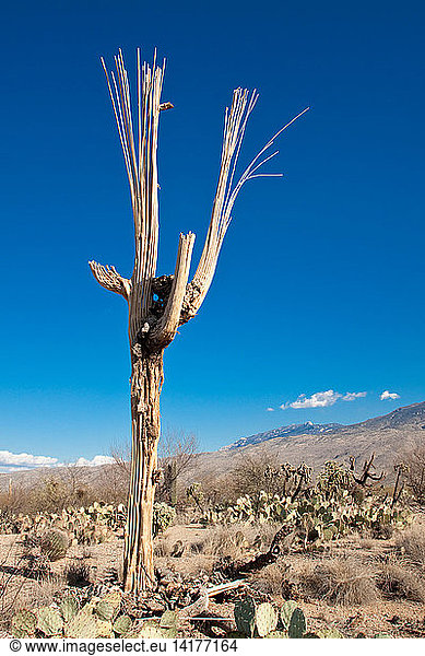 Saguaro cactus ribs