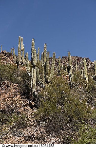 Saguaro (Carnegiea gigantea). Apache trail  Arizona  USA