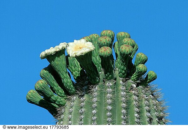 Saguaro (Carnegiea gigantea) Cacti  Arizona  USA (Cereus giganteus)