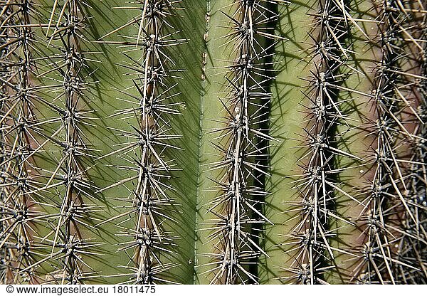 Saguaro (Carnegiea gigantea) Cacti close-up of spines  Arizona (U.) S. A
