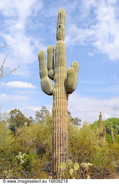 Saguaro (Carnegiea gigantea) is an arborescent cactus species native to Arizona and California (USA) and Sonora (Mexico).