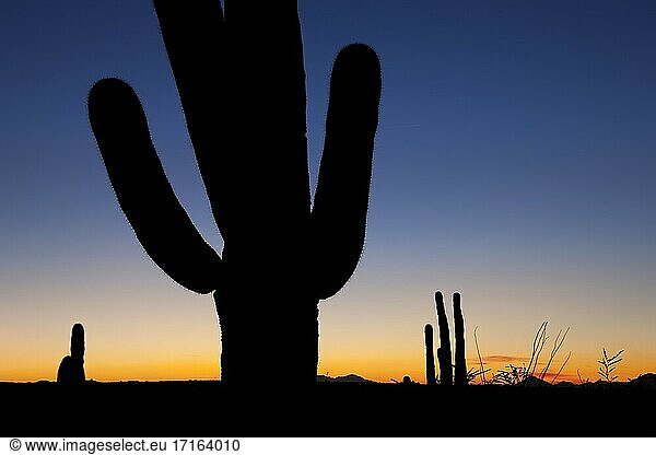 Saguaro-Kaktus bei Sonnenuntergang und klarem Himmel im Saguaro National Park.