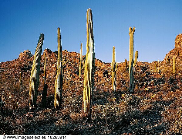 Saguaro West National Park  Tucson  Arizona