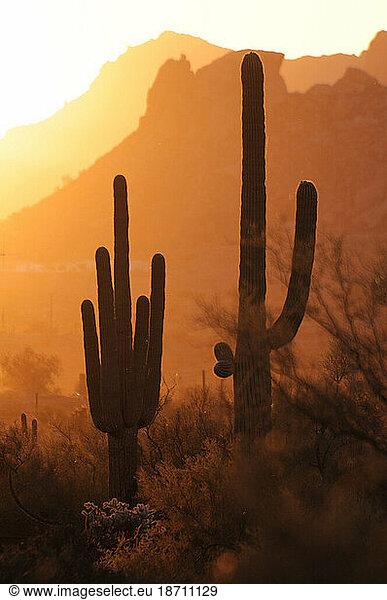 Saguaros with Superstition Mountains  Lost Dutchman State Park  Apache Junction  Arizona  USA