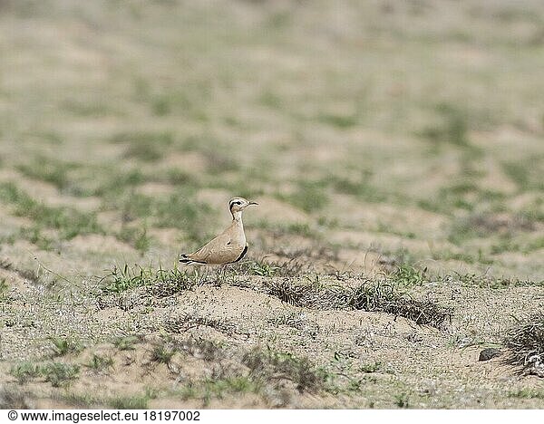 Sahara-Rennvogel (Cursorios cursor)  Lanzarote  Kanaren  Spanien  Europa