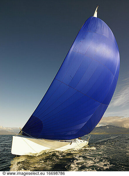 sail boat with rigged blue spinnaker sail in Iceland