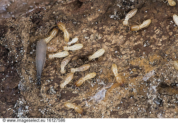 Saintonge Termite (Reticulitermes santonensis) winged imago in dead pine wood  Sardinia