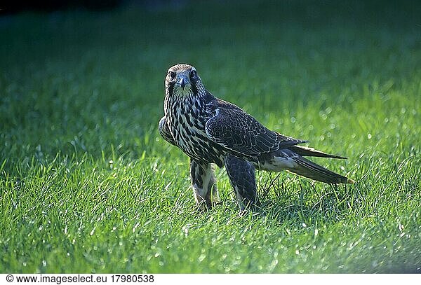 Saker falcon (Falco cherrug)  Saker  Saker falcon