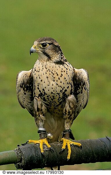 Saker falcon (Falco cherrug)  Saker  Saker falcon
