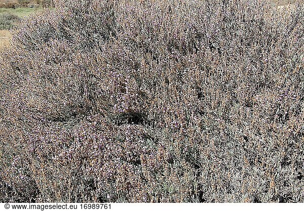 Salado (Limoniastrum monopetalum) ist ein Halophyt  der in Nordwestafrika und Südwestspanien beheimatet ist und sich im Ebro-Delta eingebürgert hat. Dieses Foto wurde in Marismas del Odiel  Provinz Huelva  Andalusien  Spanien  aufgenommen.
