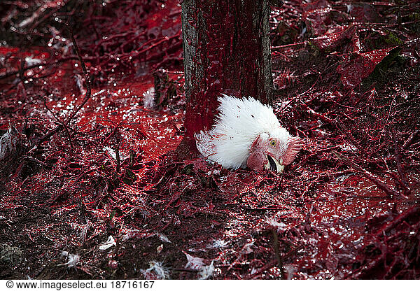 Salmon Arm  BC - The head of a chicken lies in a pool of blood at the bottom of a post during food-prep slaughter at a local farm.